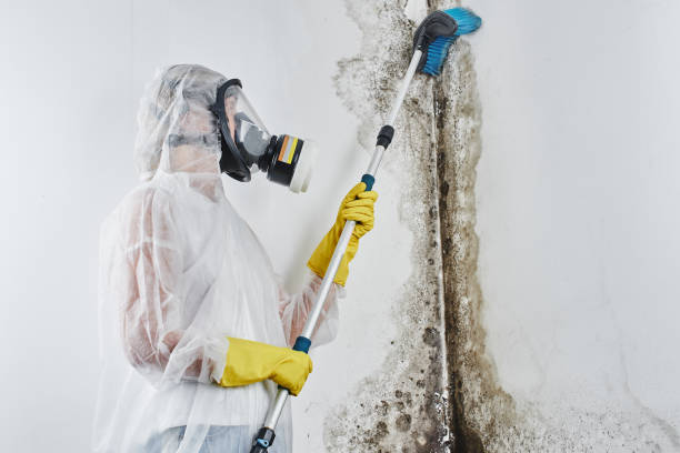 Trusted Lake City, PA Mold Remediation Experts