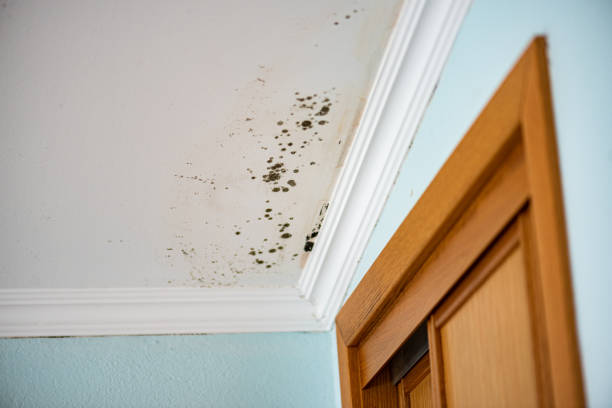 Best HVAC Mold Remediation in Lake City, PA