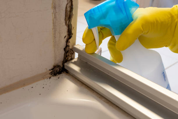 Best Commercial Mold Remediation in Lake City, PA